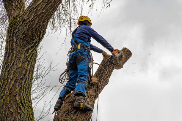 How Our Tree Care Process Works  in  Forest Heights, MD